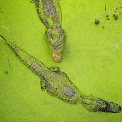 Gulf Coast Gator Ranch & Tours